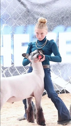 Karis showing her sheep at the Revival Livestock show. #sheep #livestock