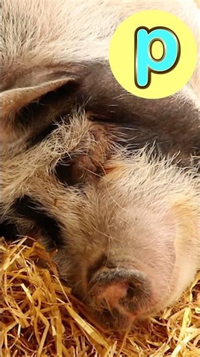 A-Z Animals 🐷🐿️#abcd #kidssongs #kidsvideo #song #children #kids #toddlers #explore #fun #animals