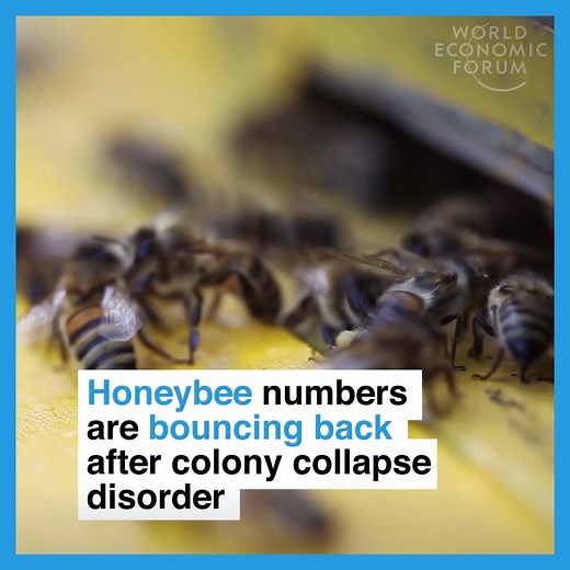 65K views · 831 shares | There's a buzz around bees. Read more:...