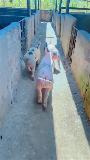 Discover Boars for Pig Farming in Uganda