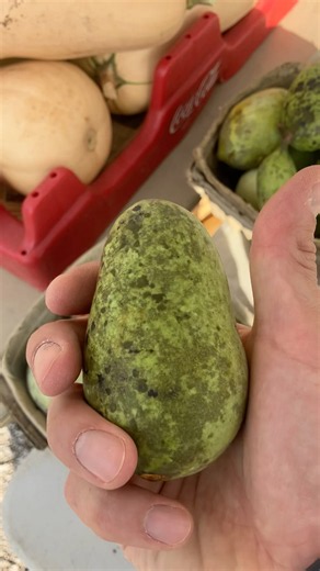 Pawpaws (Ted’s Grove). Lunken Farmers Market. Season 2026.