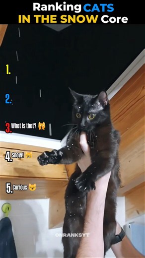 Ranking CATS IN THE SNOW Core Moments! 😸❄️