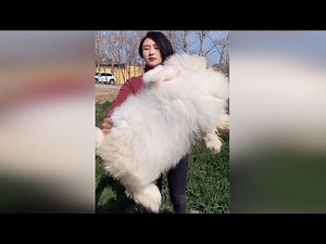 Funny and Cute Baby Bunny Rabbit Videos - Baby Animal Video Compilation