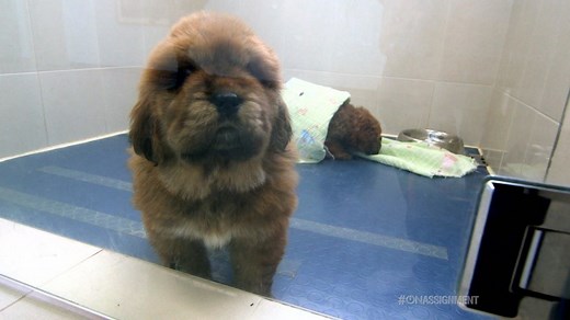 The Clone Zone: They are all clones