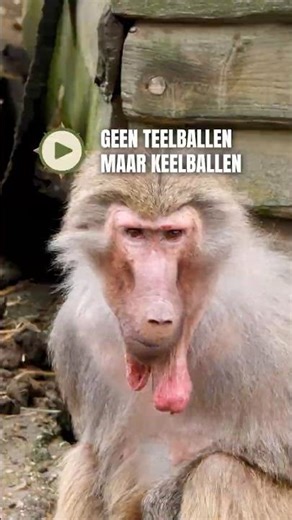 Safari Shorts | Geen teelballen maar keelballen #beeksebergen