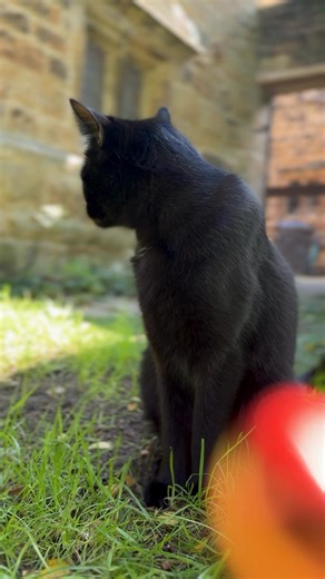 The Diary of Mr Freddie Mercury (the feline). Hunger games and hatchbacks. #cat #blackcat #kitten #catsofinstagram | Freddie and the bag