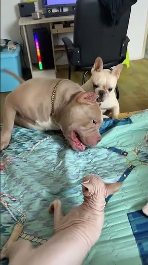 Fearless Sphynx cat takes on two dogs in Jiangsu, China