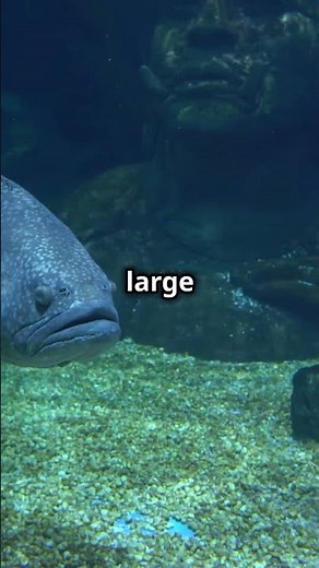 The Deep Sea Grenadier Fish 22,965ft Deep!!