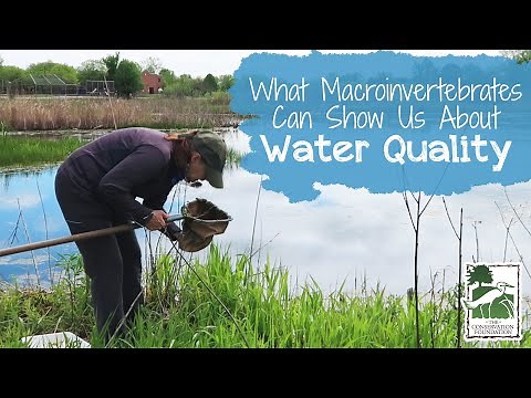 What Macroinvertebrates Can Show Us About Water Quality
