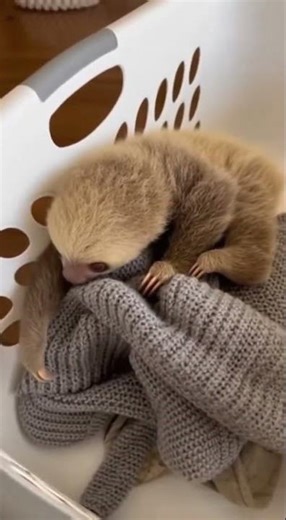 Baby Sloth's Epic Escape Attempt FAILS