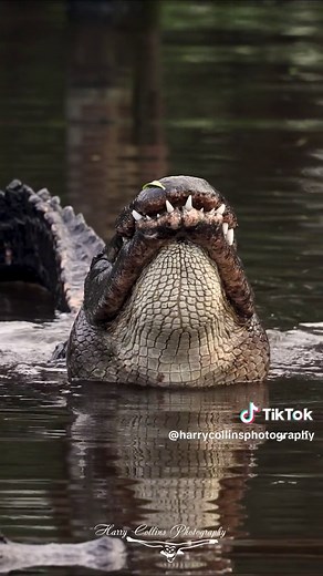 Alligator mating bellows in slow motion #florida #alligator #nature #fyp