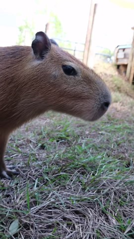 Cheesecake the Capybara’s Adorable Cranberry Taste Test Finale!