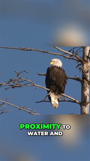 Bald Eagle Nests: Giant Homes Built for Survival #shorts
