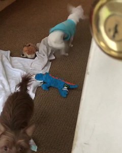 This is what it looks like when a deaf dog doesn’t listen to his mom. Notice that I’m giving him his go pee tap signal in his right armpit. And notice that adorable deliberate wiggle butt leaving the scene with me running after him. He is so sweet and listens most of the time. But he isn’t always the little Angel he makes himself out to be. Sorry for the utter lack of adventure these past two days. I’ve been sitting on front of my computer working, and the dogs are practicing doing nothing! . . 