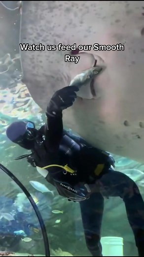Feeding a Giant Smooth Ray: Watch How Stingrays Eat!