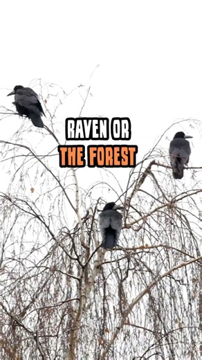 The 1800s Teaching About Raven Omens Nobody Knows #history #spiritual #ravens