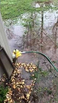 Wayne Waterbug drain yard puddles. Standing water in yard - SOLVED!