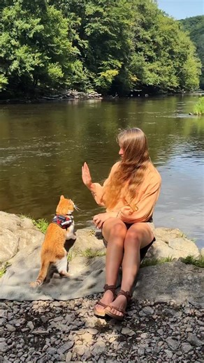 23K views · 2.2K reactions | Ros has a new quest ❗️Will he be able to find his adventure sidekick?? 樂 | Ros Adventure Cat | Facebook