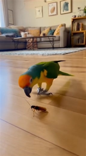 Watch as this clever parrot takes on a cockroach in a laugh-out-loud battle! You won't believe the antics that unfold in this epic pet showdown! | Crazy Birds Daily