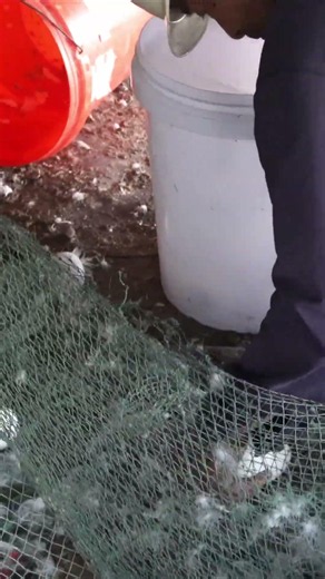 The joy of collecting goose eggs. #goose #duck #hatching #animals #farm #birds #breeding