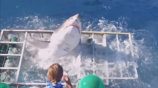 This is the terrifying moment a great white shark got into an underwater cage with a diver. Read the full story here: http://bit.ly/2dYvFzT Footage from Gabe and Garrett YouTube. | ITV News