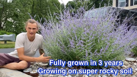 Russian sage (Perovskia): Drought tolerant, heat loving, & long blooming