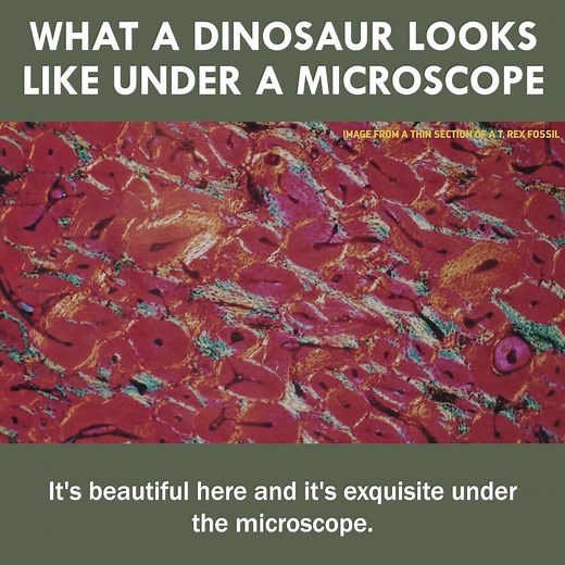 What A Dinosaur Looks Like Under A Microscope! | Eons • PBS