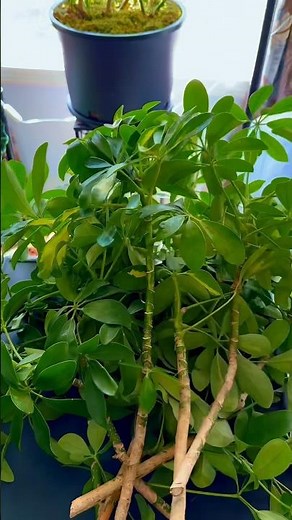 MAKE MORE ❗️❗️Simple Umbrella Tree Propagation #plantcaretips