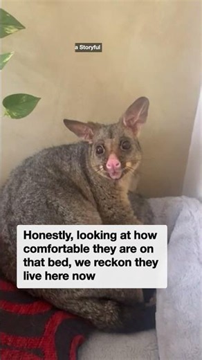 Possums break into home and immediately make themselves comfortable