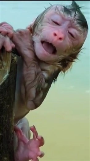 #monkey #animals #fyp #monkeybaby | baby monkey