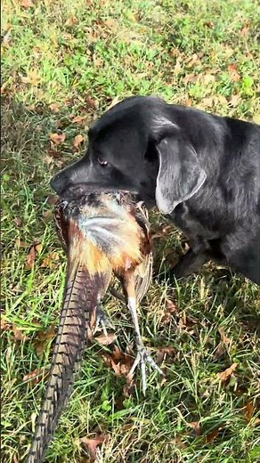 Pheasant hunting public land. #fishing #fly #flyfishing