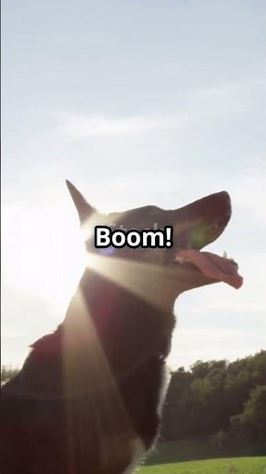 Epic Dog Backflip Stuns Everyone!