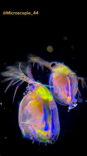 3.3K views · 12 reactions |  冀 The Daphnia: the ballerina of...