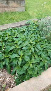 21 reactions · 8 comments | Sissoo and cassava: two wonderful edible greens for your garden. Both are so lush as the weather turns hot and knarly. Come down and grab yourself some cuttings so you can have delicious summer greens on tap! | Lismore Community Garden | Facebook