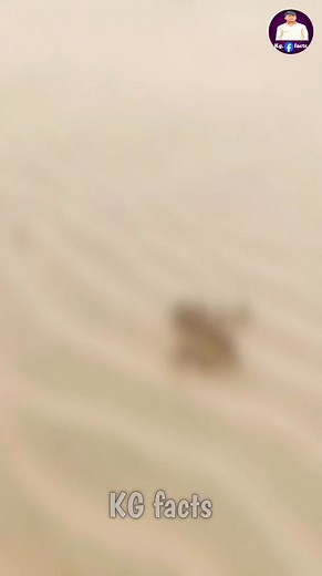 67K views · 140 reactions | SIDEWINDER RATTLE SNAKE ,,,#facts #fblifestyletyle #factsdaily #fyp | Kg Facts | Facebook