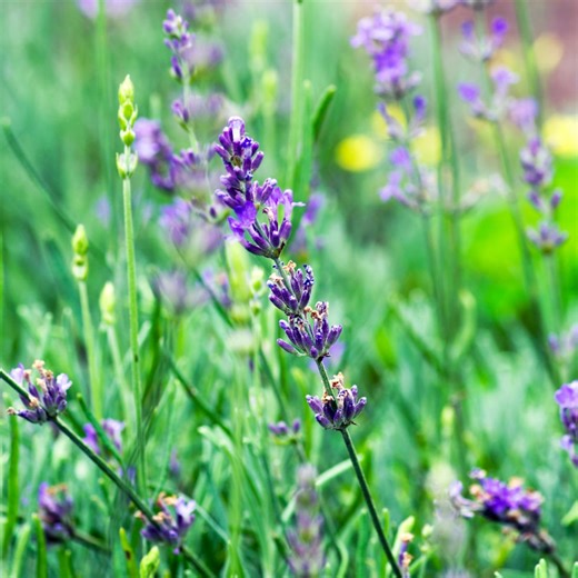 Essential gardening jobs in April: What you need to plant now