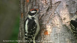 1.8K views · 288 reactions | Woodpeckers are common and fun backyard birds. How many species of this bird family have you observed in your neighborhood? Learn more about some woodpeckers and other common birds that live in backyards here: https://abcbirds.org/blog/backyard-birds/ Video: Downy Woodpecker | American Bird Conservancy | Facebook