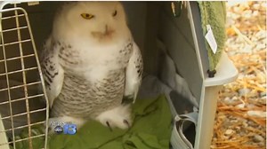 R.I.P. Tundra: Rehabilitator says snowy owl who made rare visit to western N.C. dies