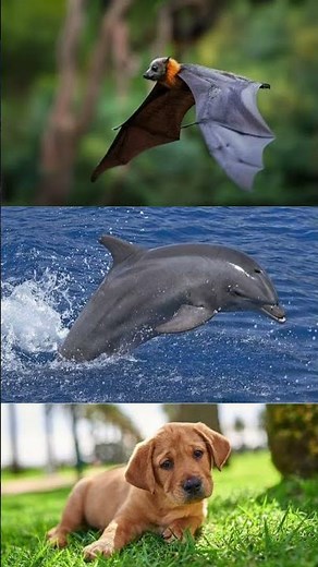 Ultrasonic and Infrasonic Sounds | FactFiles | #facts