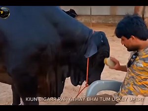 With owner vs with others 👌 So Adorable 😍 | Beard Guy