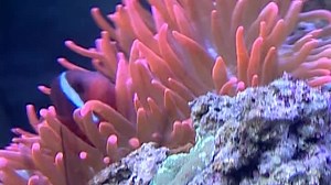 Baby Neptune Discovering Water 2004 DVD