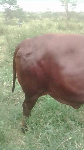 TUMWINE (@tumwineisaac06)’s videos with original sound - TUMWINE