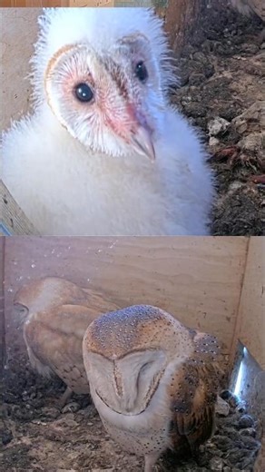 Wide Awake While They Sleep 😮🦉