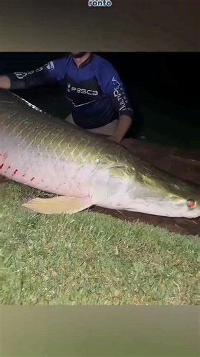 ikan piranha takut dengan ikan satu ini! #arapaima #piranha #faktaunik