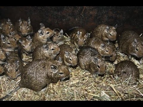 Rogues Anti PK Vid #6 OSRS Old School Runescape