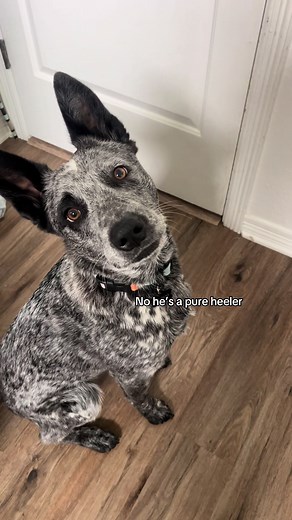 Blue Heeler German Shepherd Mix: A Happy Puppy Video