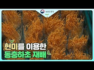[농업기술동영상] 현미를 이용한 동충하초 재배