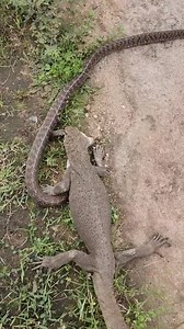 33K views · 325 reactions | Monitor lizard vs snake real fight #monitorlizard #snake #shorts #cobra #viral | Ocean's Depth | Facebook