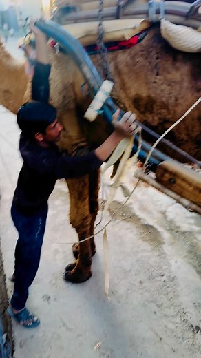 use of camel cart #camel #camelcart #cart #use #sardarshahar #rajsthani #indian #omani | Abubakar Kaji