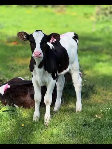 PEDIGREE CALVES✅ Gicheha Farm HelpLine Call☎️ 0786895731 ✨Quality dairy calves 4_8 months ✨Available for rehoming ✨Pure breeds ✨Exclusively selected from high pro dams doing 20-30 litres per day 📌Pricing 12k-30k (Negotiable) ✅3-4 months @KES 12,000 ✅4-5 months @KES 15,000 ✅6-7 months @KES 20,000 ✅8-9 months @KES 25,000 ✅9-10 months @KES 35,000 ✨ Animal Records Are Available To Be Provided After Purchase Agreement 🚚 Delivery offered upon agreement 🤝. Thanks And Best Regards 🤝. #calf #calves #